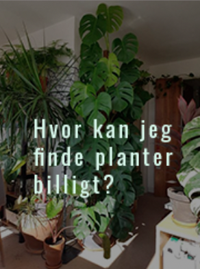 billig